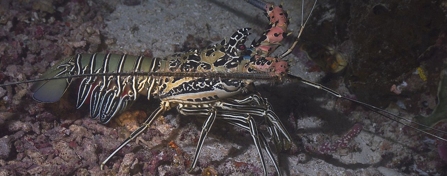 Two Ways you can Catch Lobster Year Round!